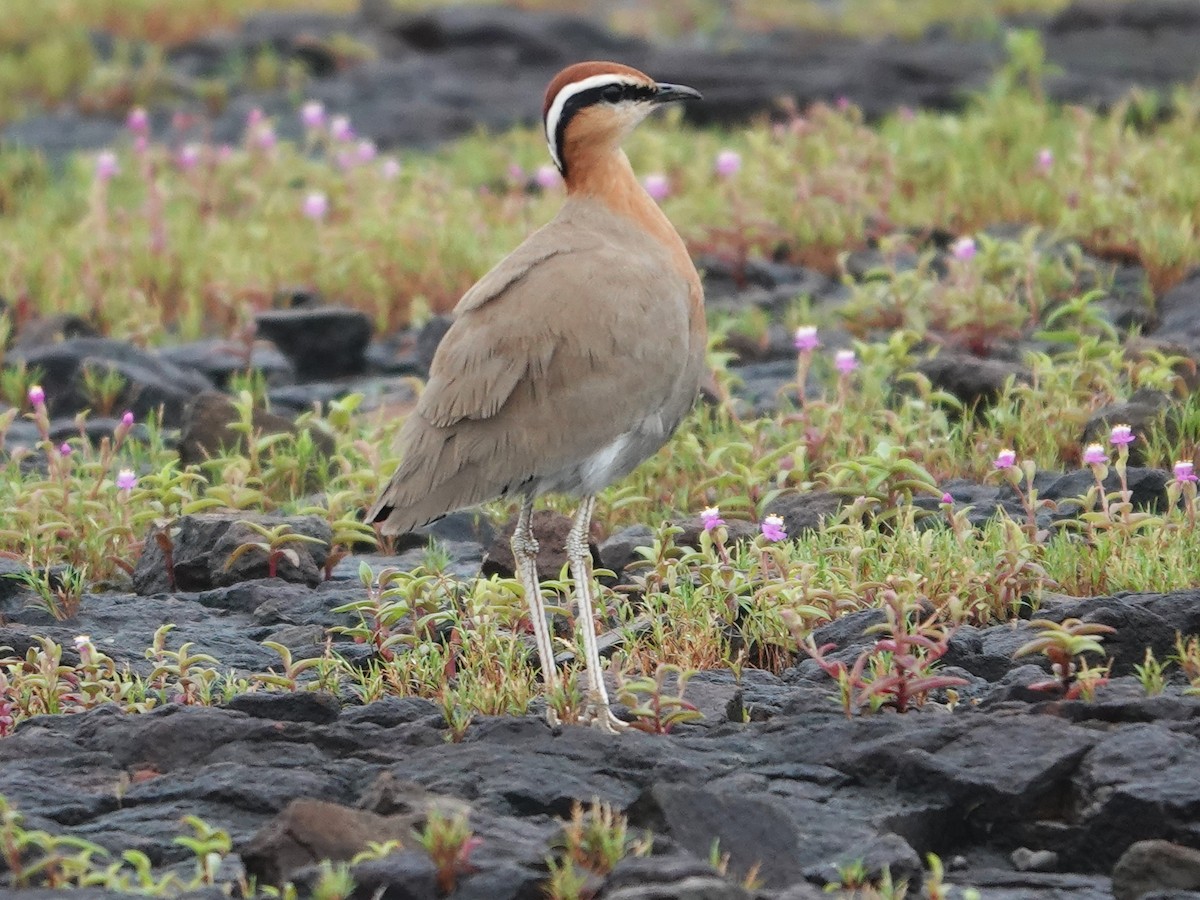 Indian Courser - ML643029071