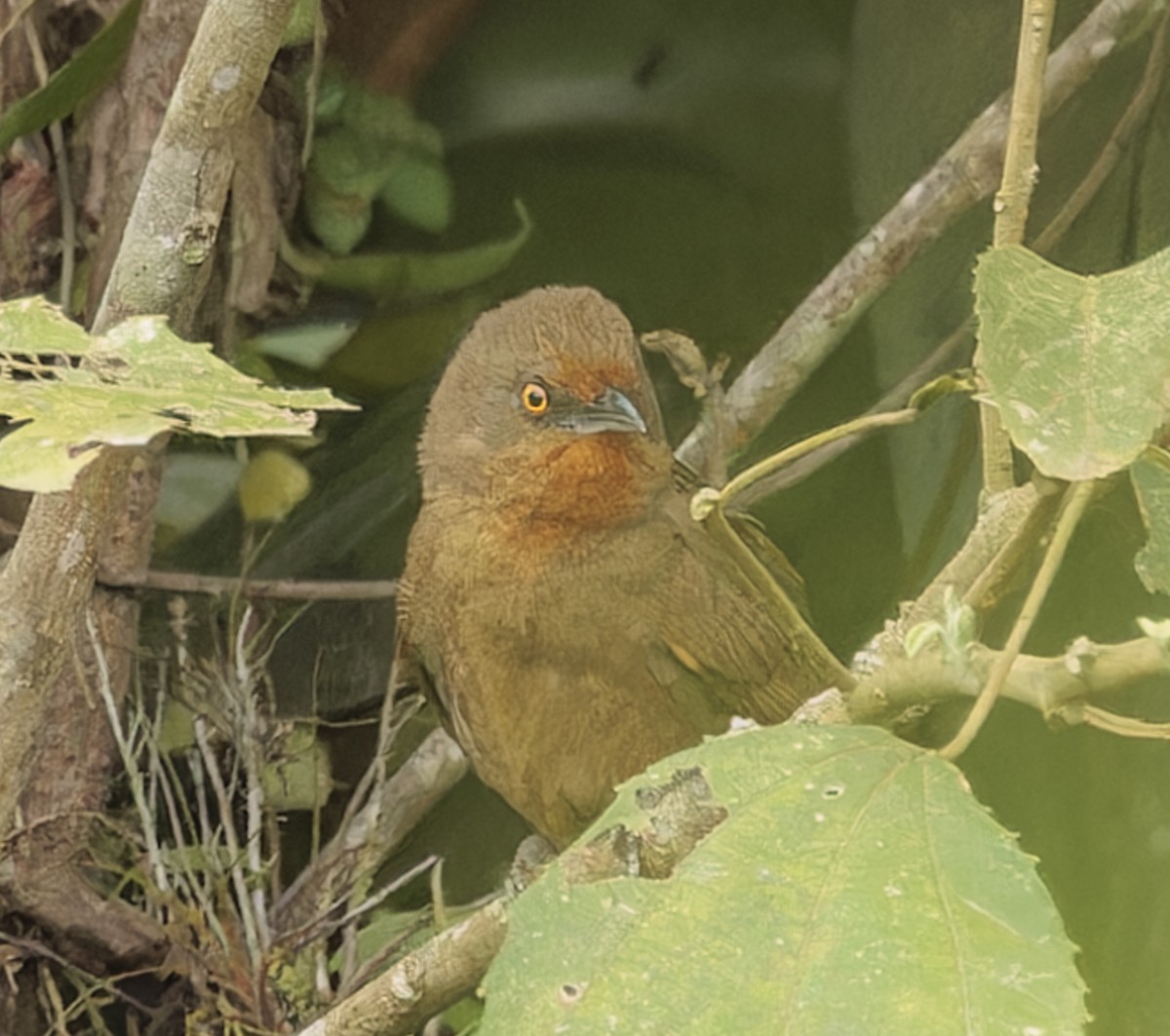 Orange-eyed Thornbird - ML643029079