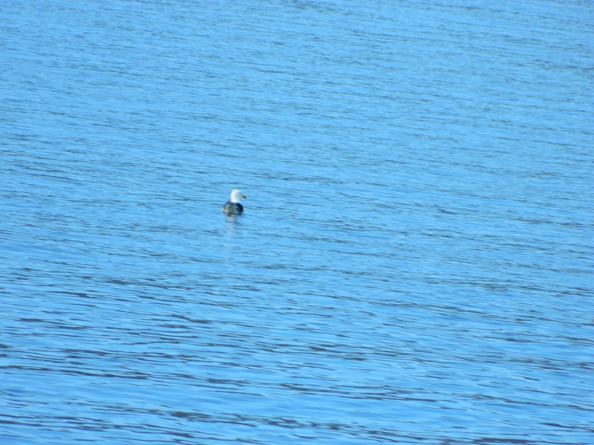 Kelp Gull - ML643029083