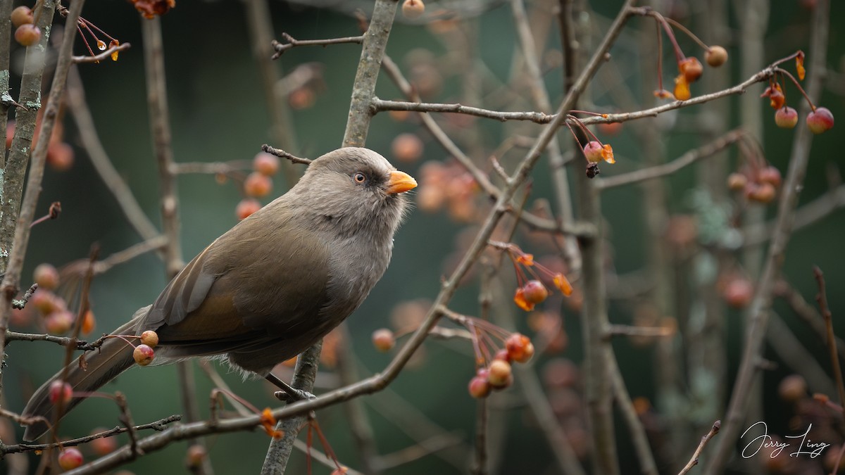 Great Parrotbill - ML643029084