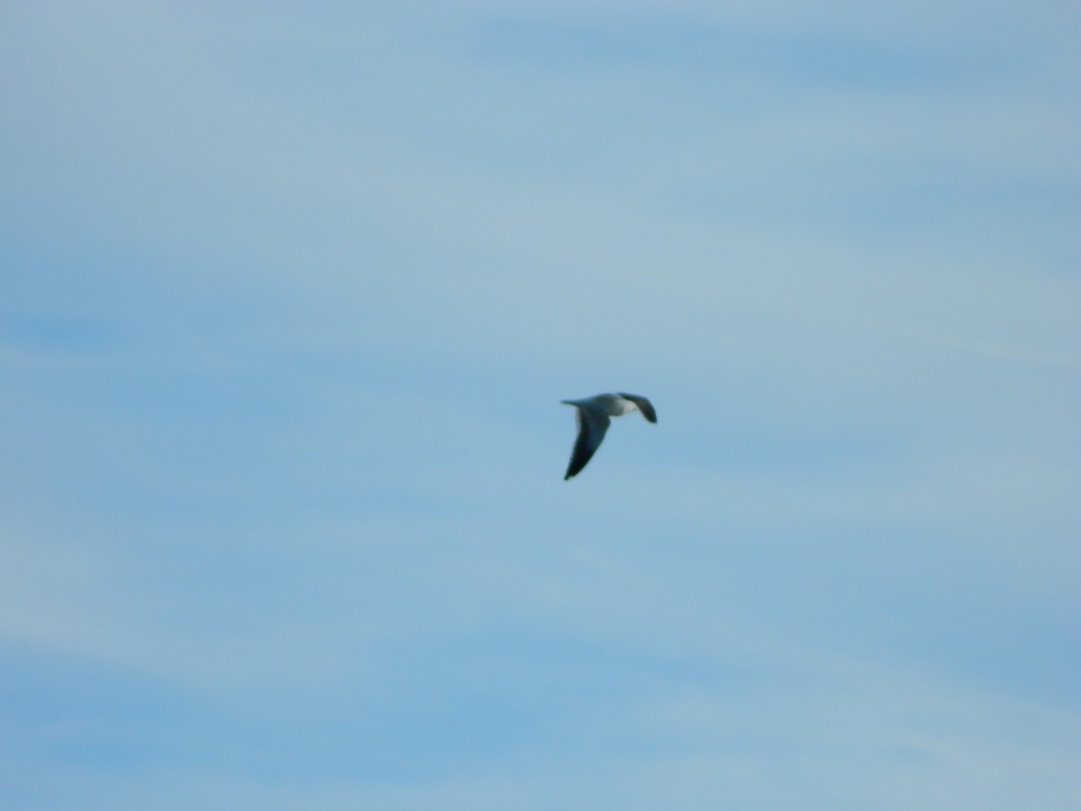 Kelp Gull - ML643029089