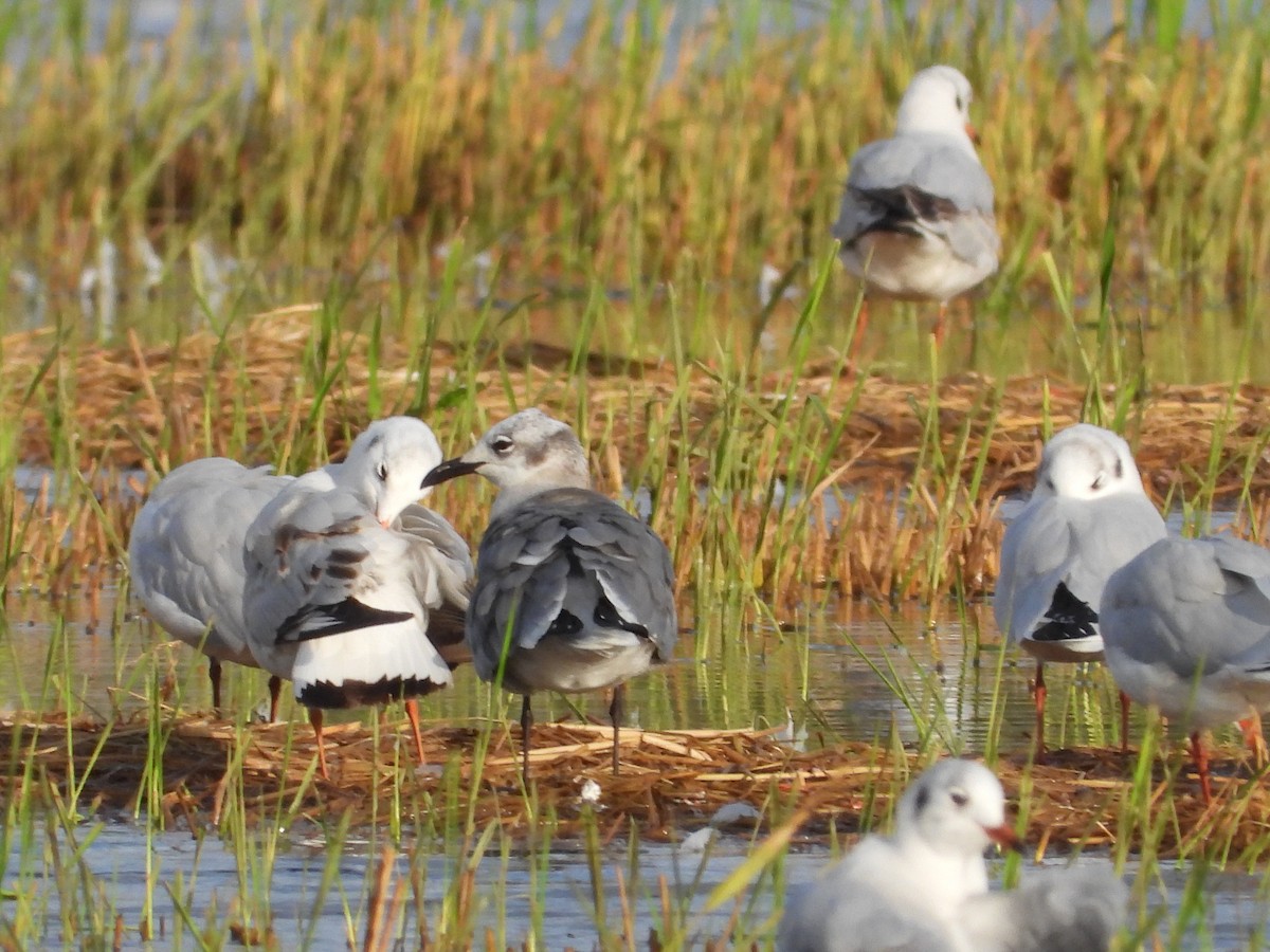 Laughing Gull - ML643029090