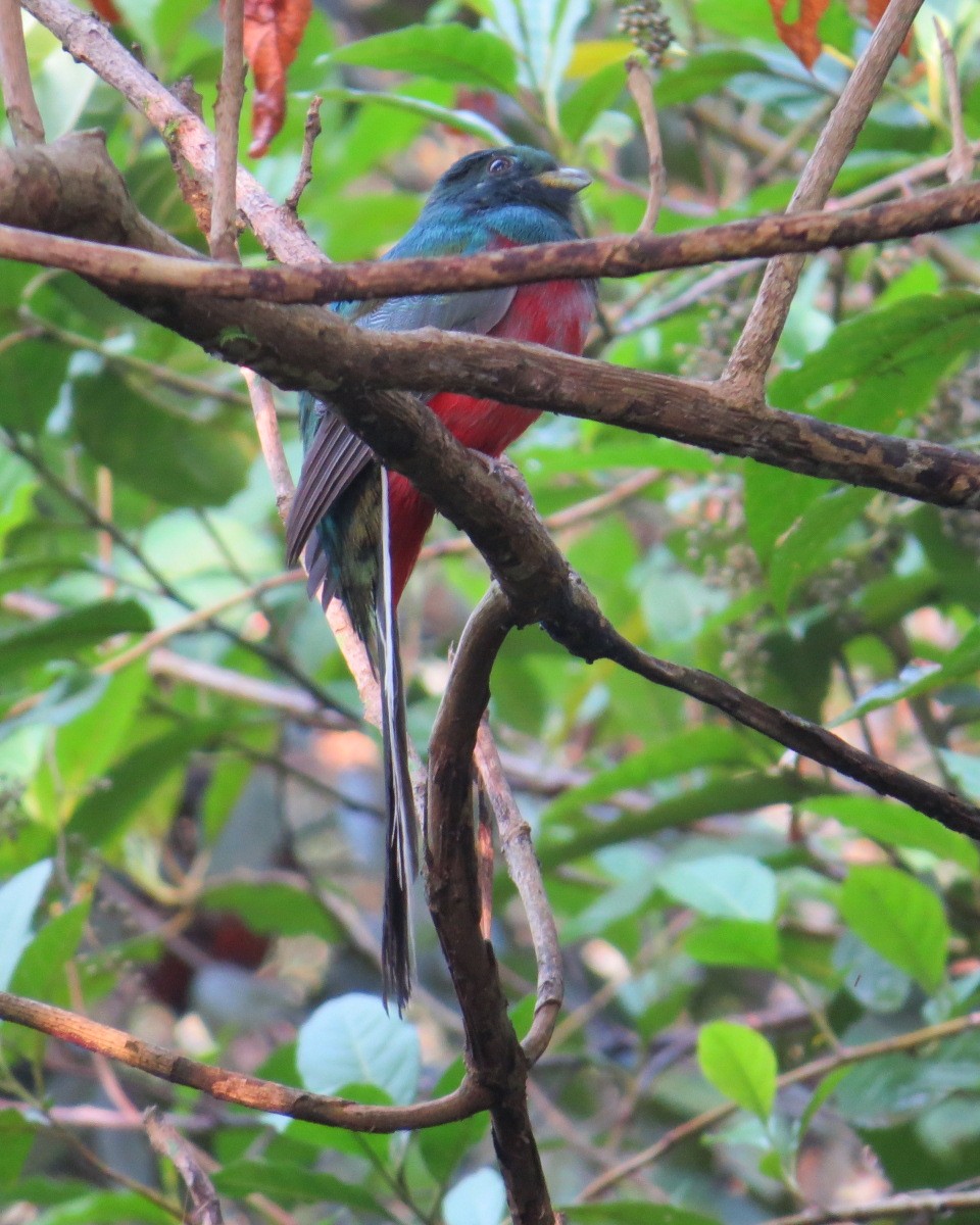 Narina Trogon - ML643029095