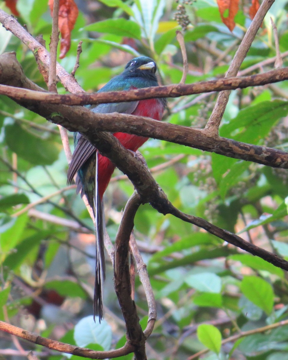 Narina Trogon - ML643029100