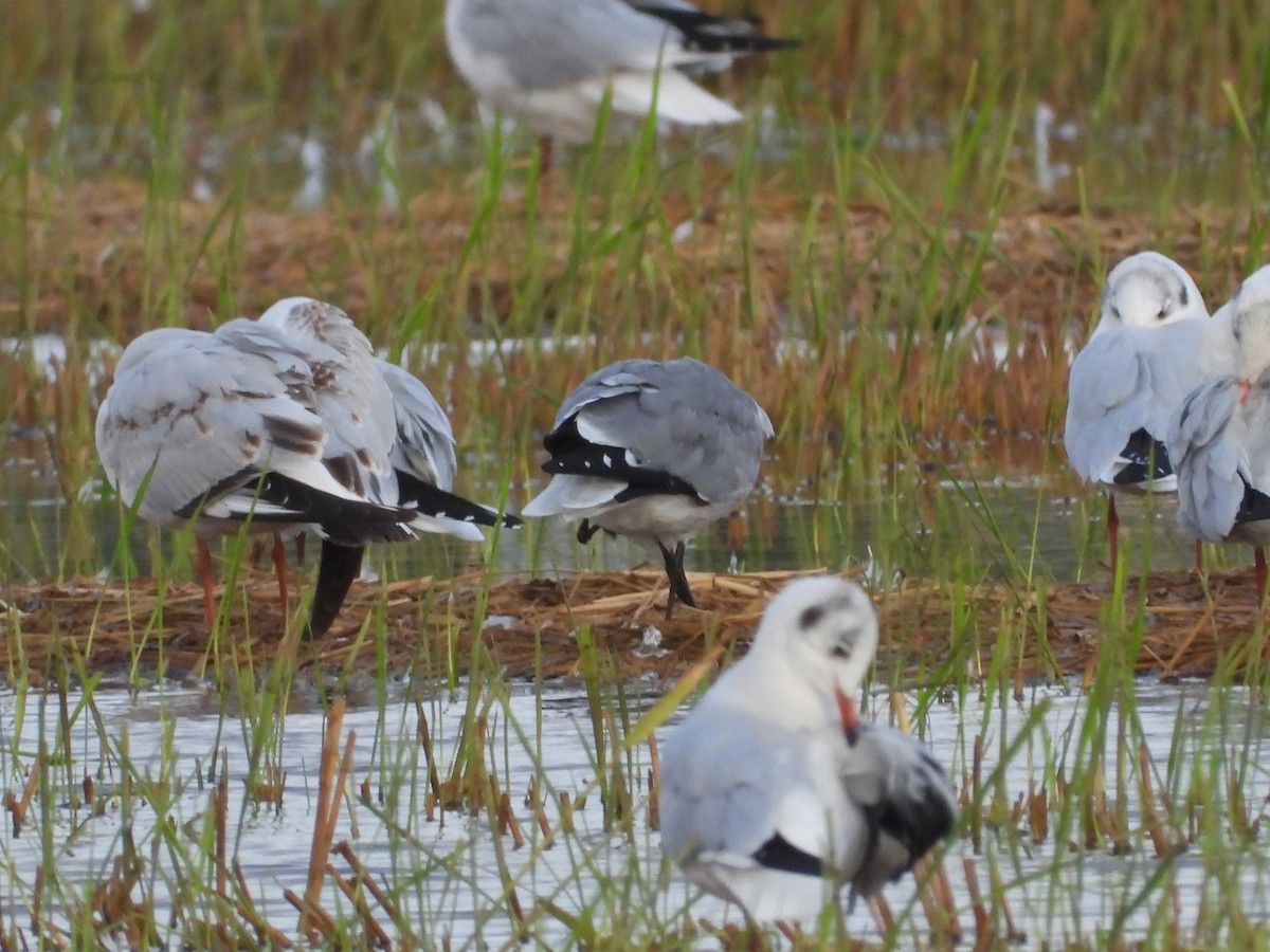 Laughing Gull - ML643029116