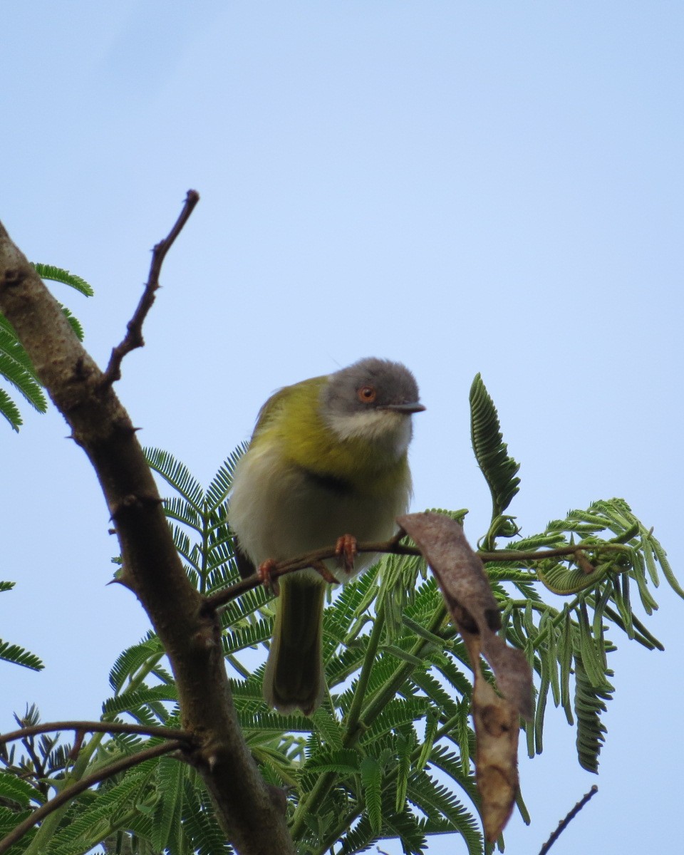 Yellow-breasted Apalis - ML643029122