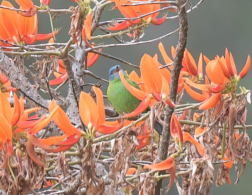 Yellow-bellied Tanager - ML643029125