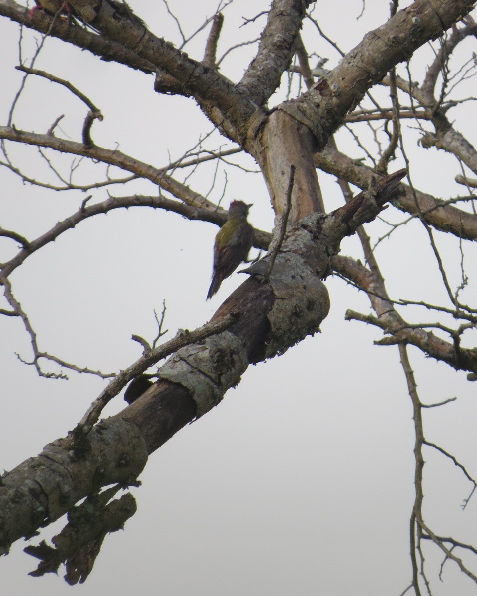 African Gray Woodpecker - ML643029137