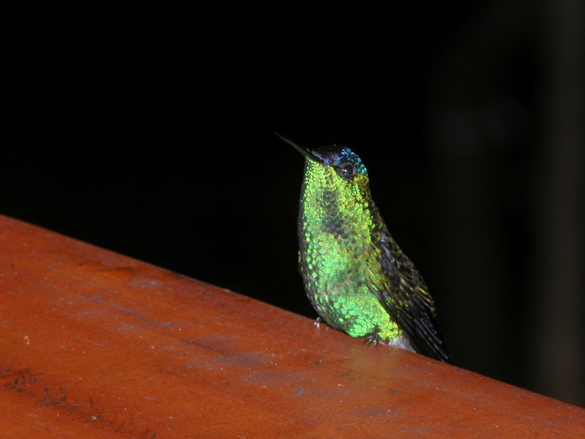 Violet-capped Woodnymph - ML643029138