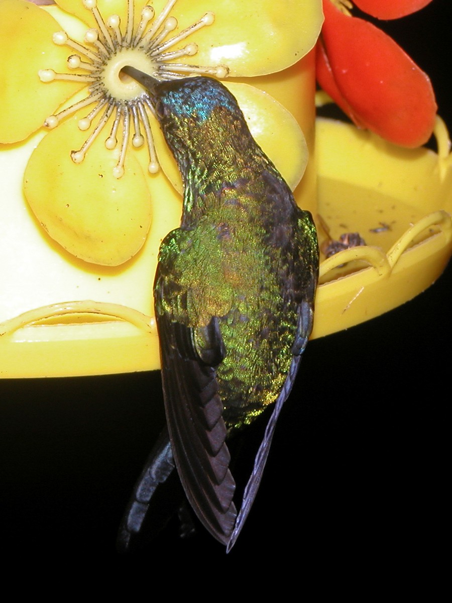 Violet-capped Woodnymph - ML643029145