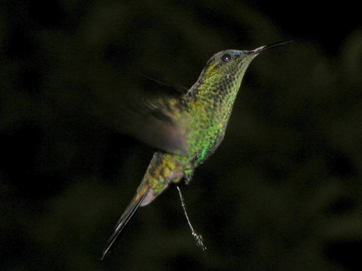 Violet-capped Woodnymph - ML643029146