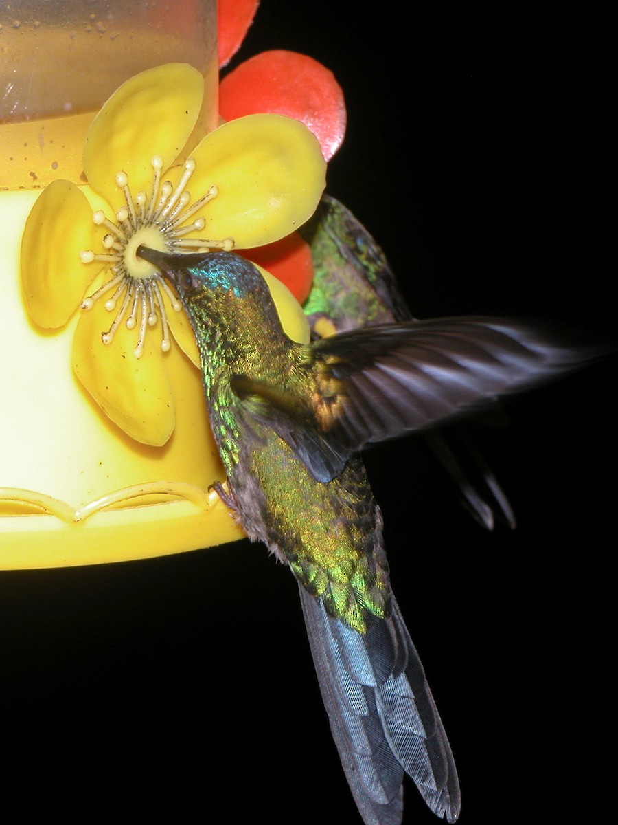Violet-capped Woodnymph - ML643029147