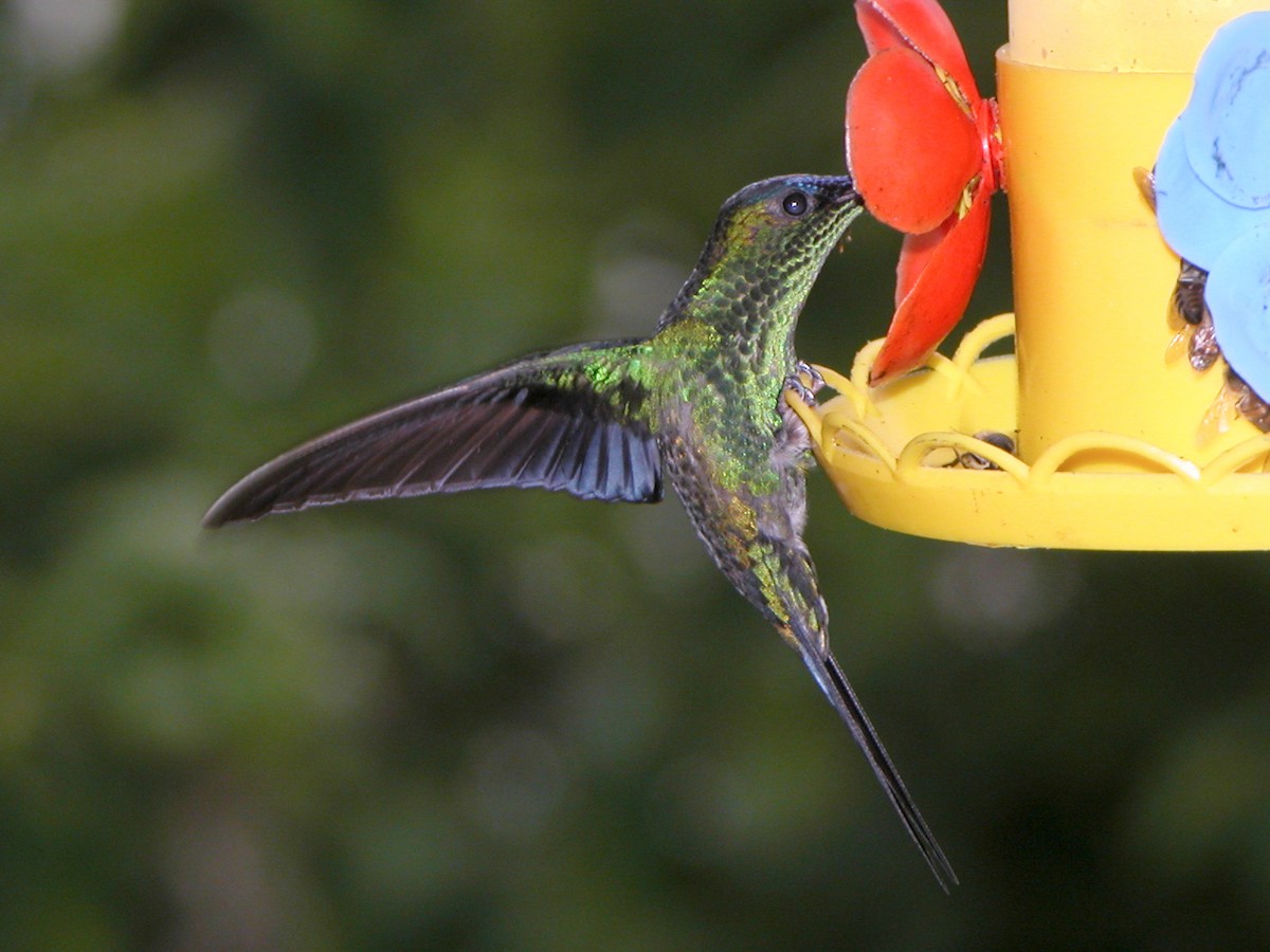 Violet-capped Woodnymph - ML643029148