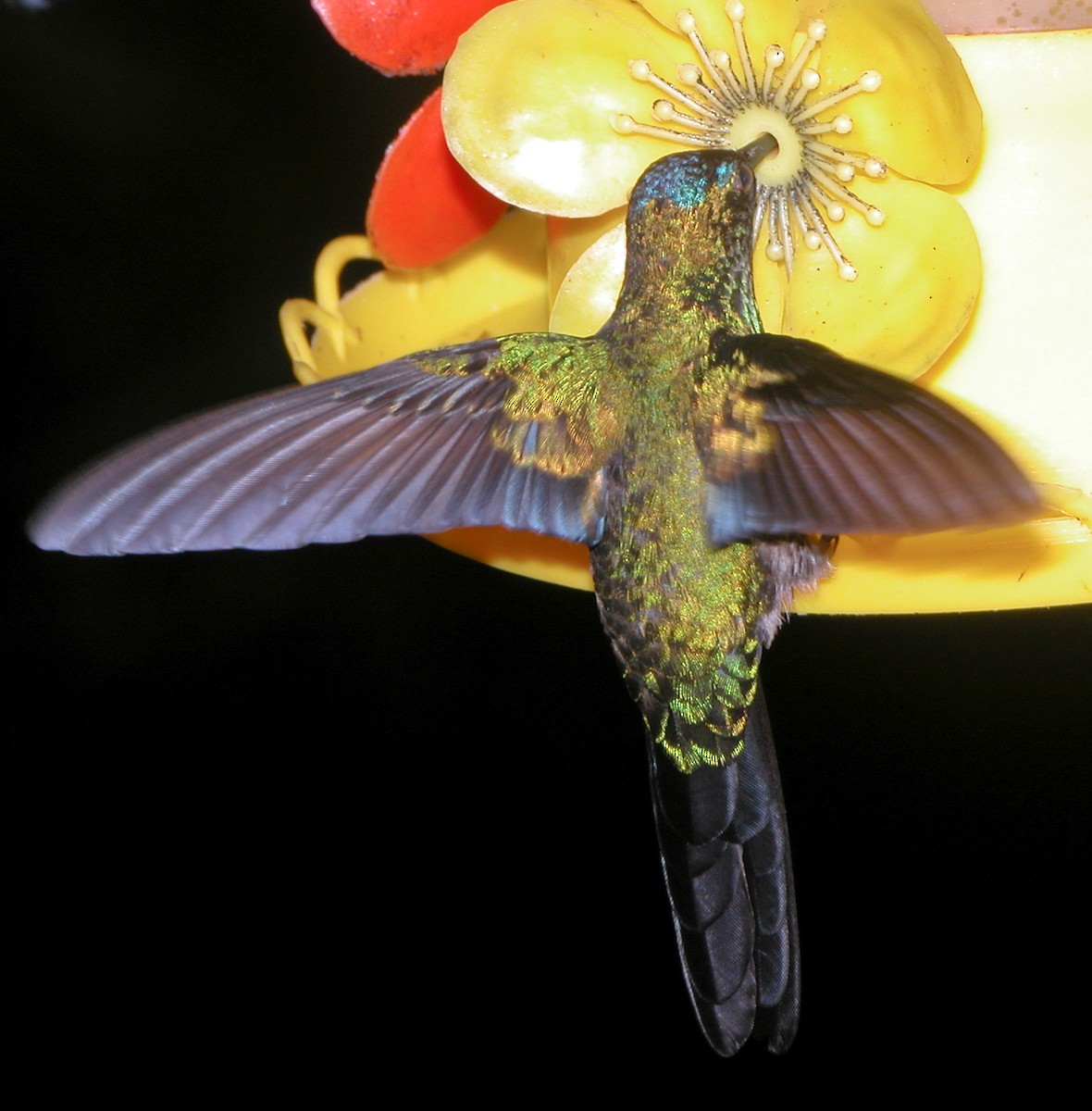 Violet-capped Woodnymph - ML643029149