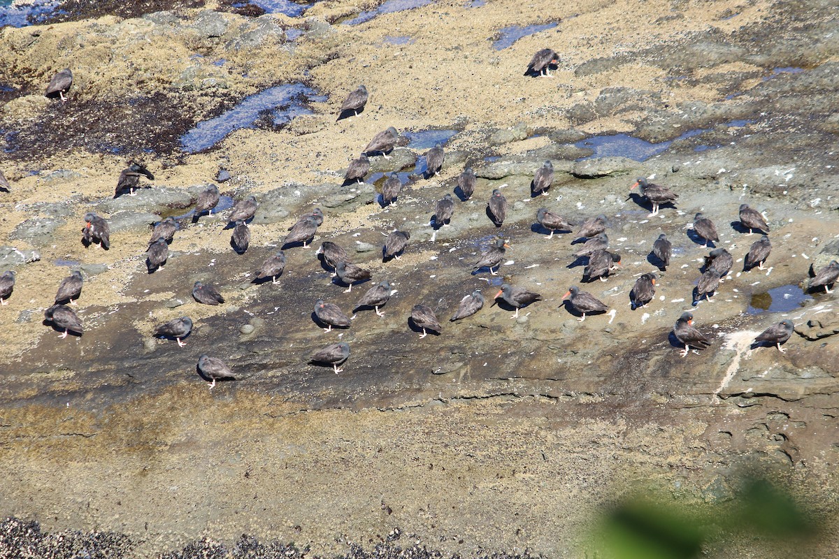 Black Oystercatcher - ML643029155