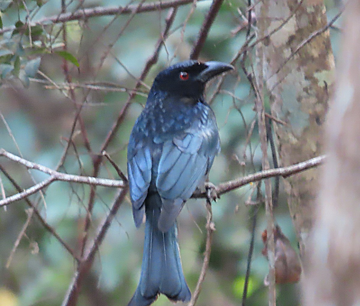 Drongo pailleté - ML643029176