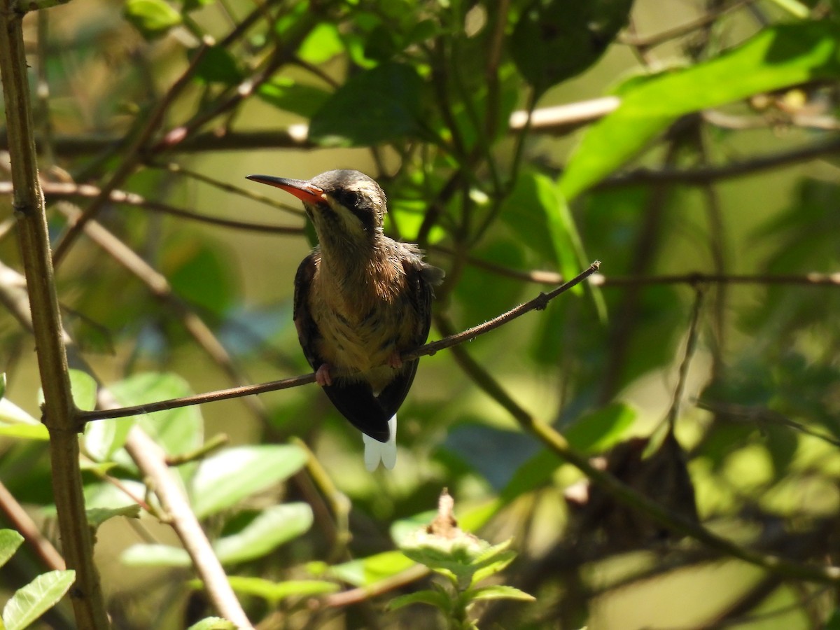 Planalto Hermit - ML643029177