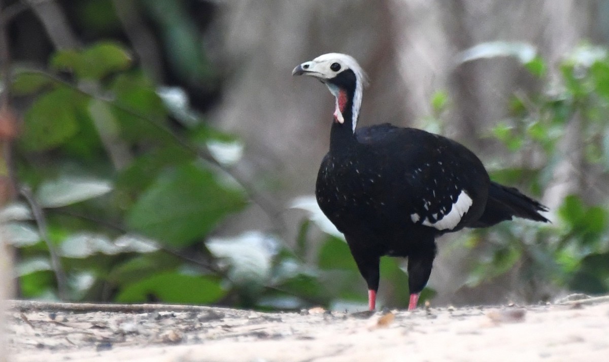 White-throated Piping-Guan - ML643029184