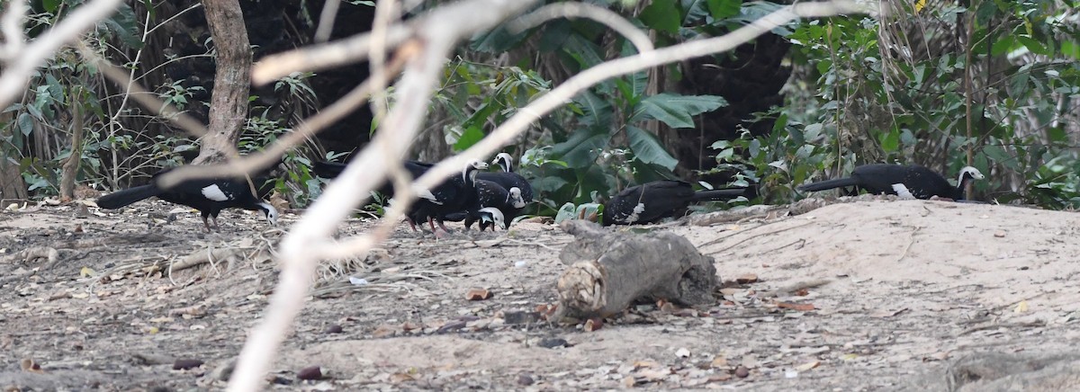 White-throated Piping-Guan - ML643029185