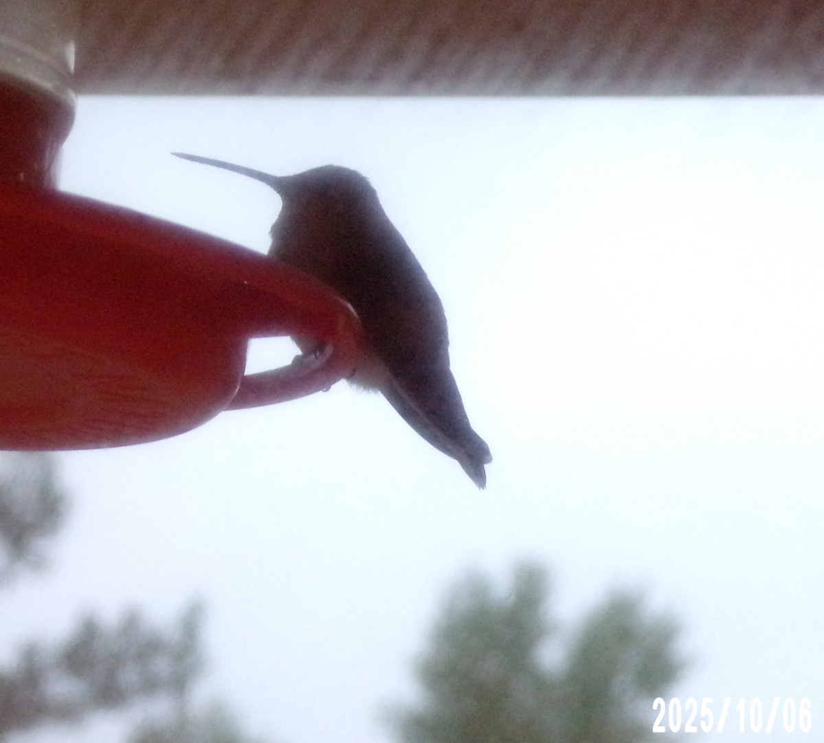 hummingbird sp. - ML643029192