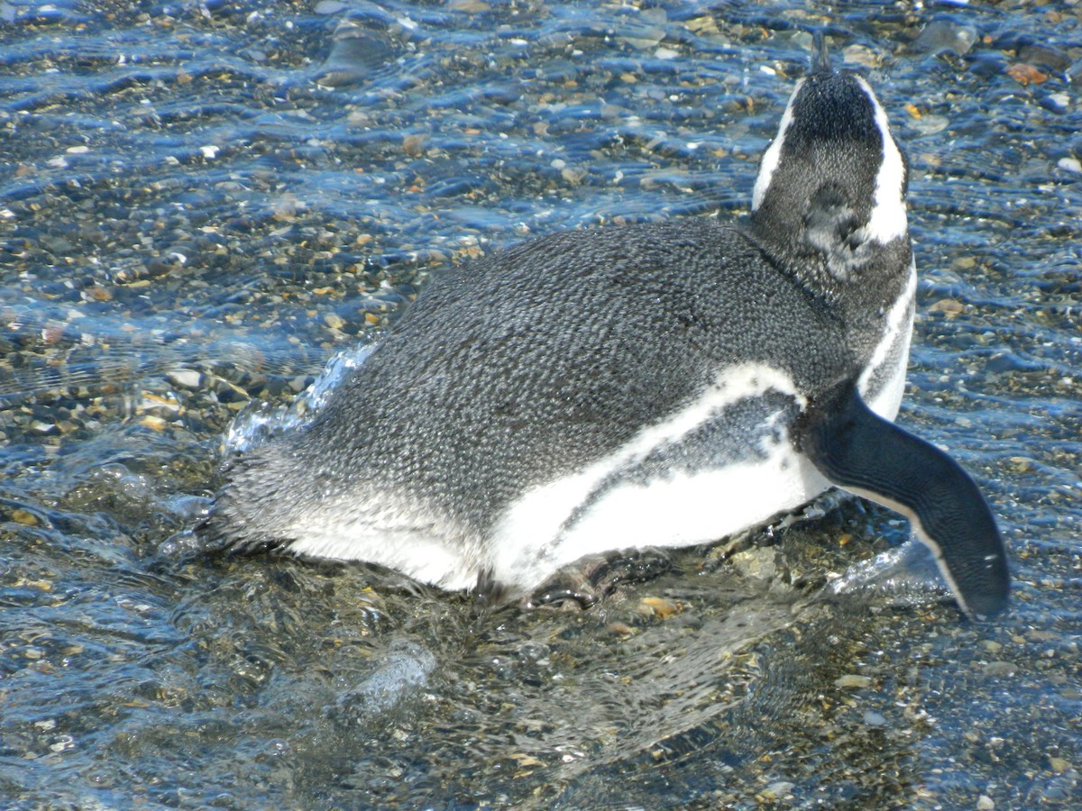 Magellanic Penguin - ML643029195