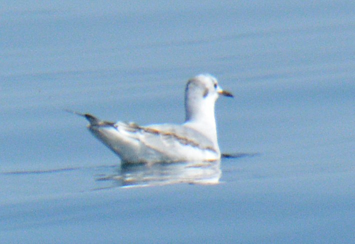 Bonaparte's Gull - ML643029196