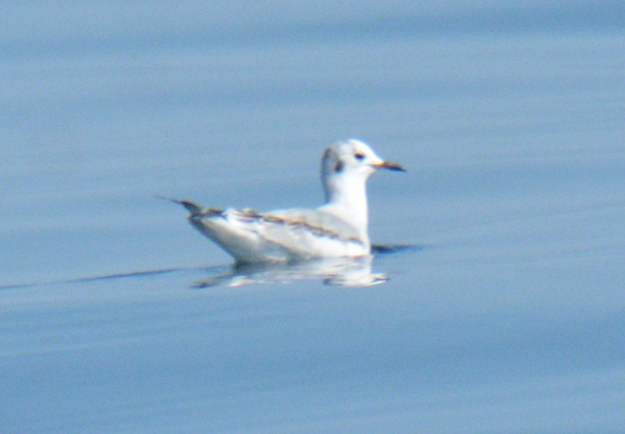 Bonaparte's Gull - ML643029197