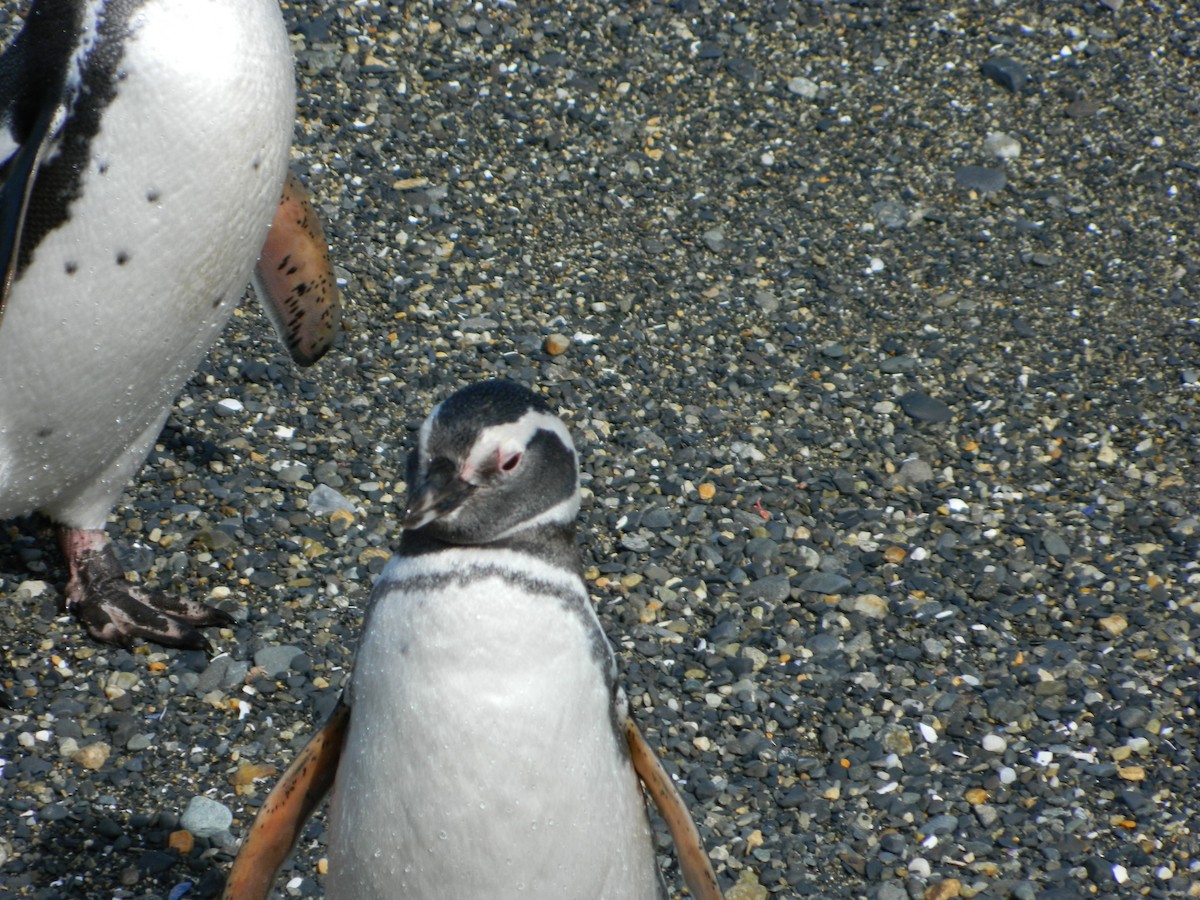 Magellanic Penguin - ML643029198