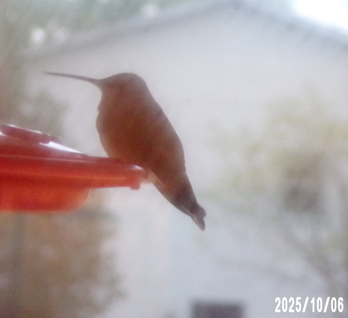 hummingbird sp. - ML643029199