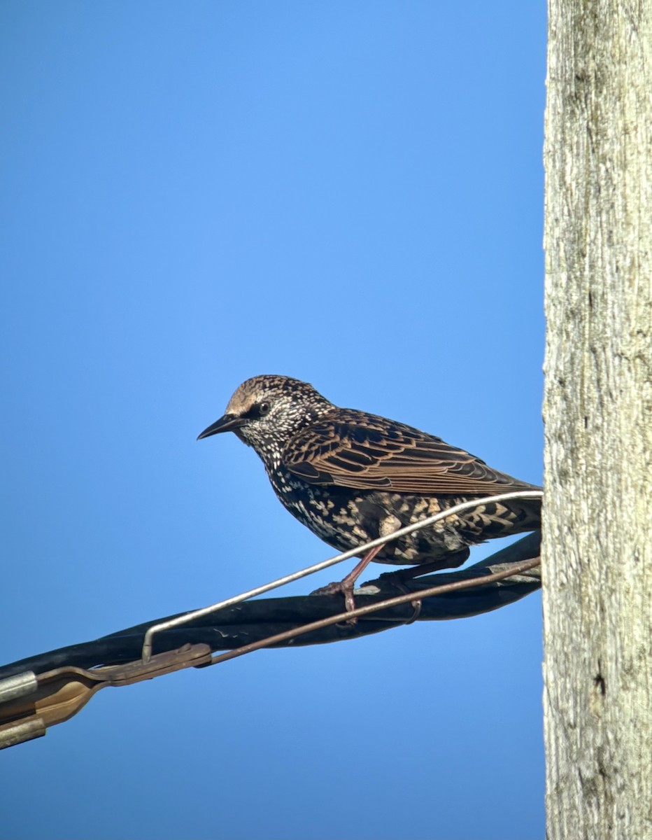 歐洲椋鳥 - ML643029200