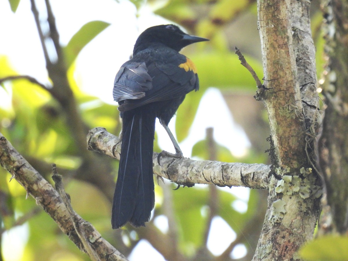 Variable Oriole - ML643029201