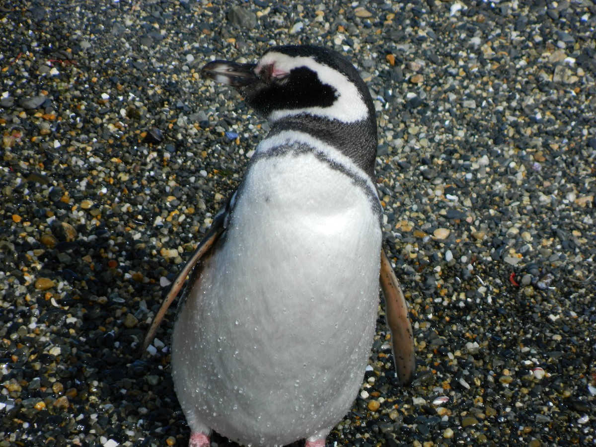 Magellanic Penguin - ML643029202