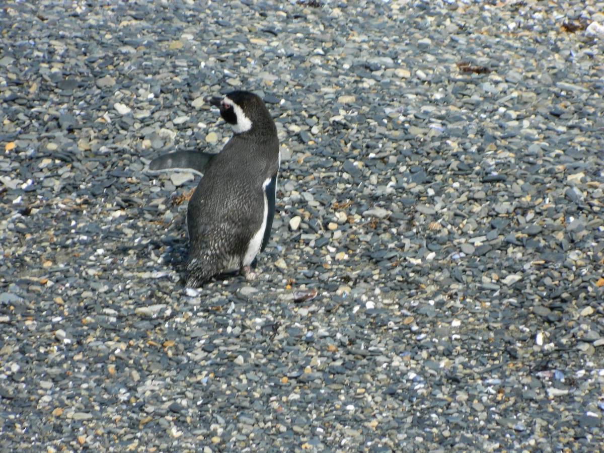 Magellanic Penguin - ML643029204