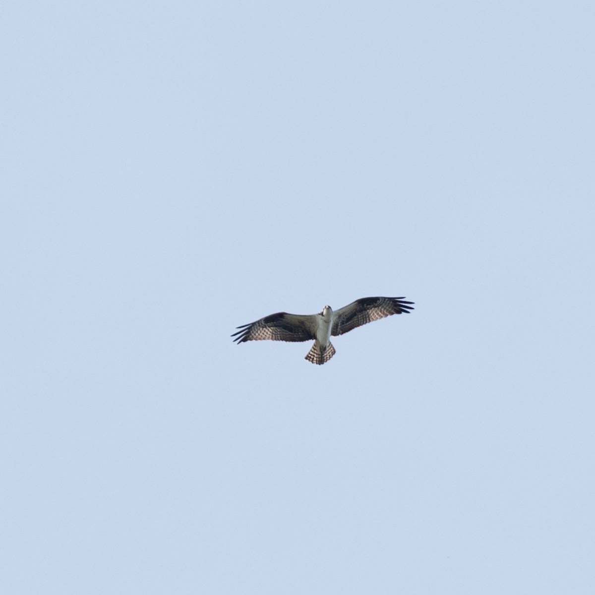 魚鷹 - ML643029205