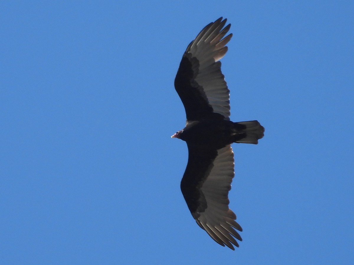Turkey Vulture - ML643029206