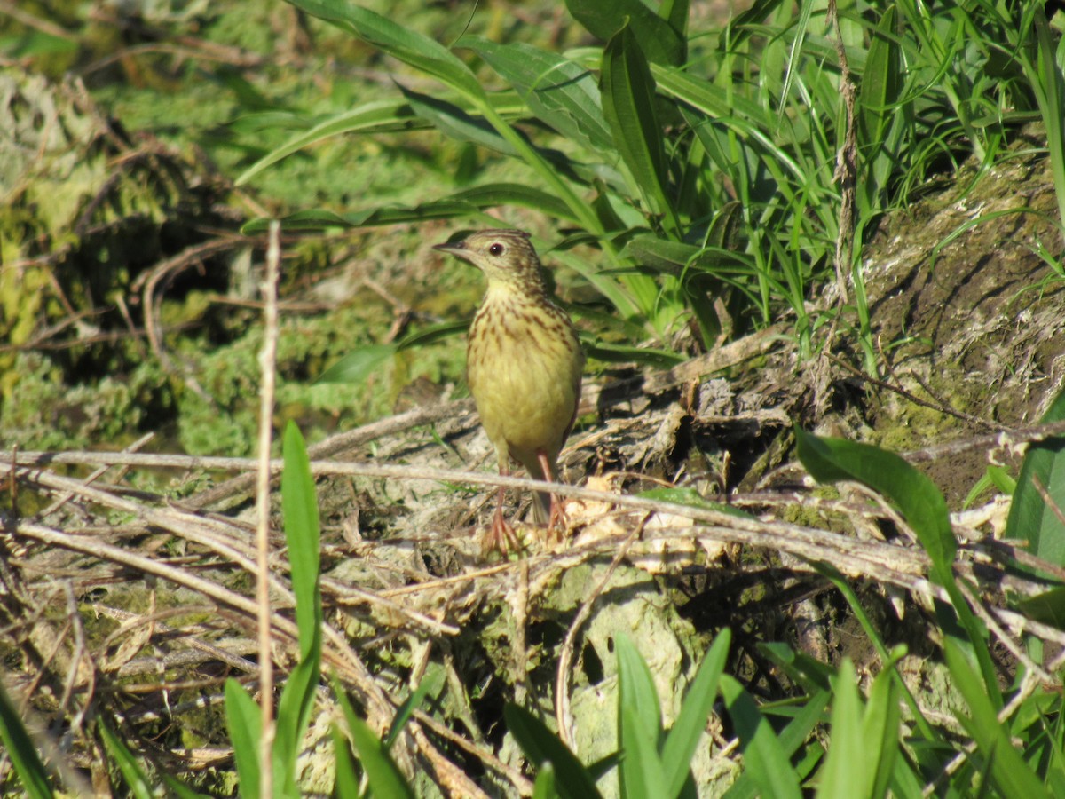 linduška savanová - ML643029210