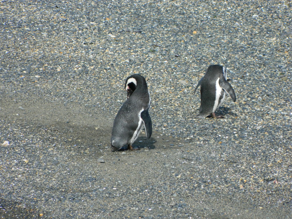 Magellanic Penguin - ML643029212