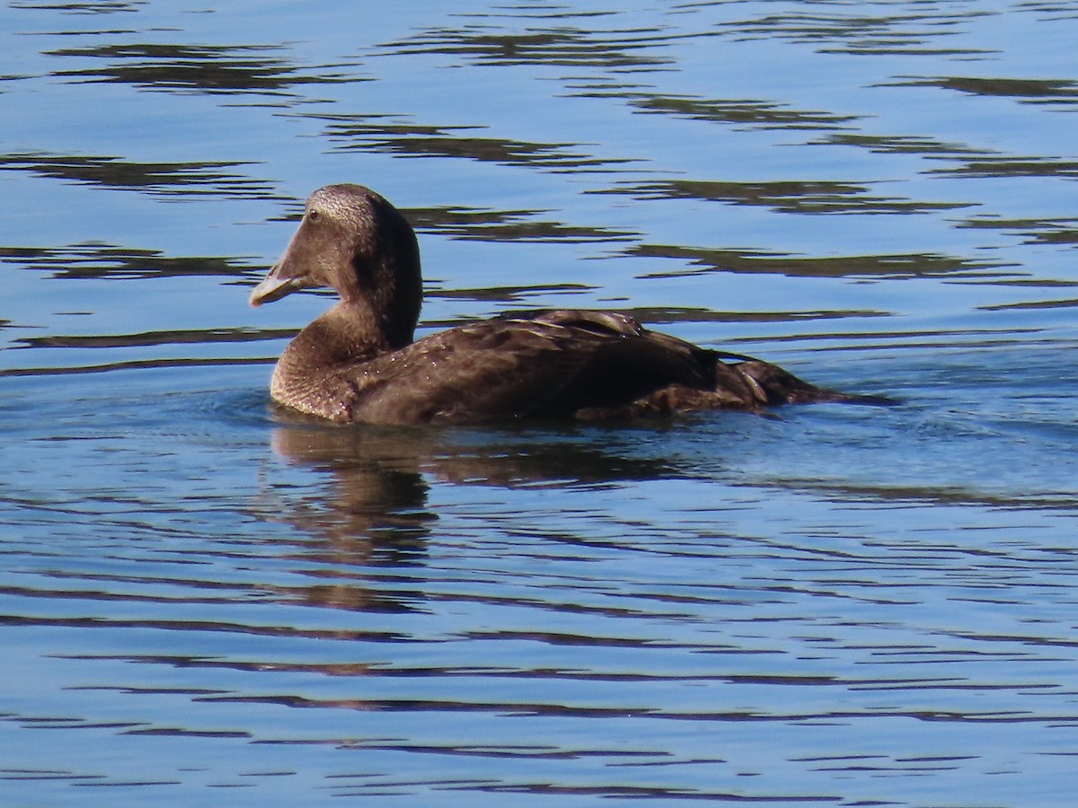 Common Eider - ML643029217