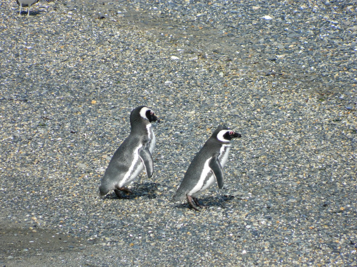 Magellanic Penguin - ML643029219