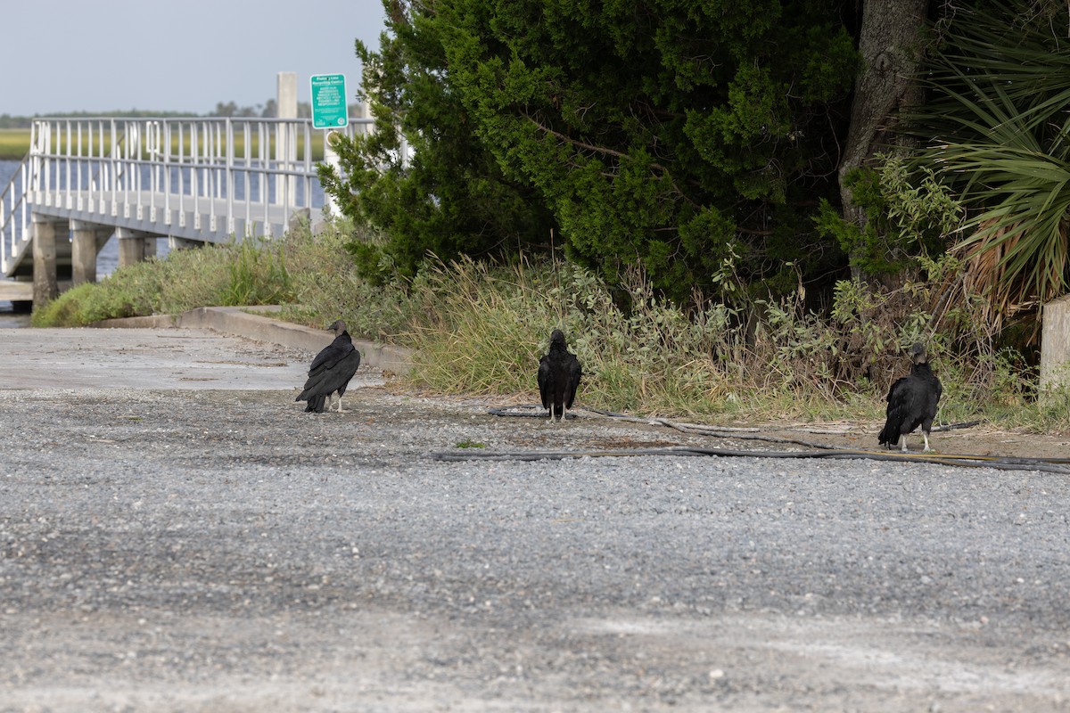 Black Vulture - ML643029220
