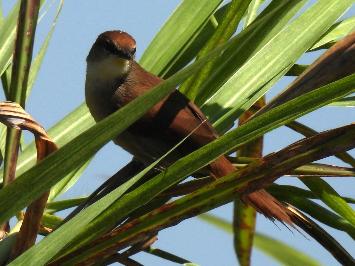 Yellow-chinned Spinetail - ML643029227