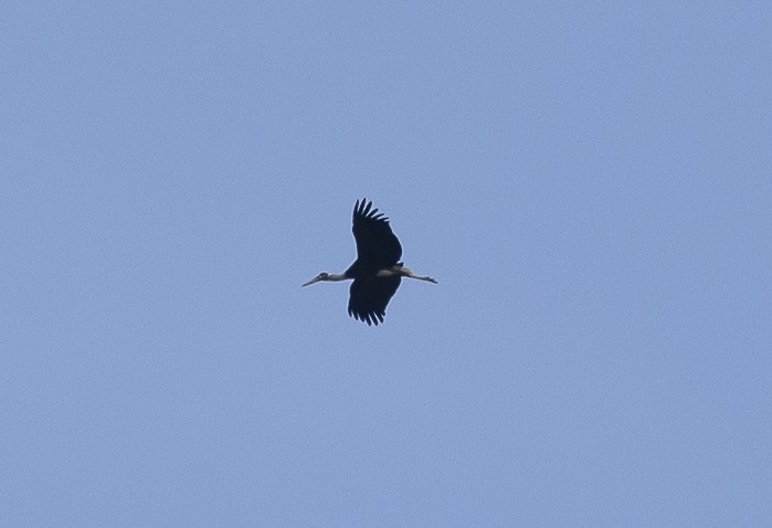 Asian Woolly-necked Stork - ML643029229