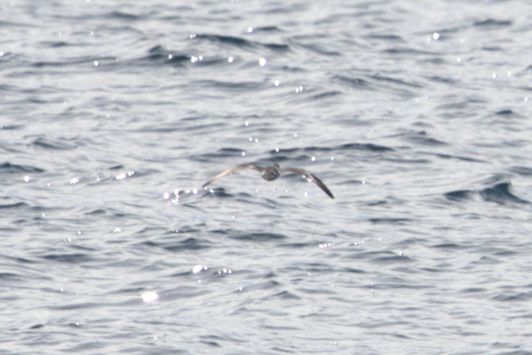 Barolo Shearwater - ML643029230