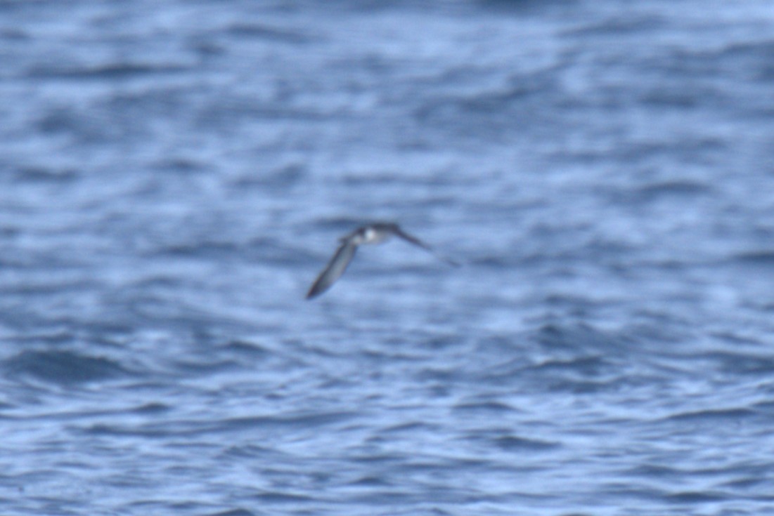 Barolo Shearwater - ML643029231