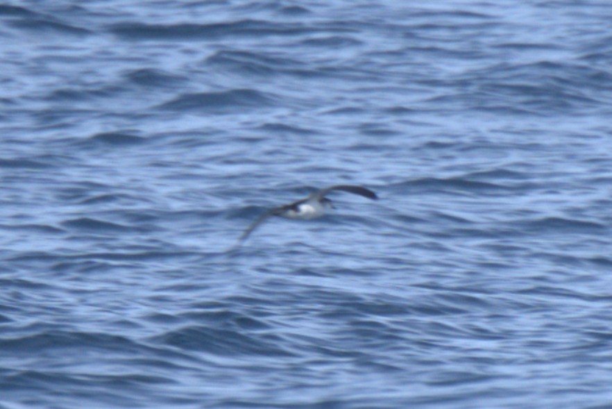 Barolo Shearwater - ML643029232