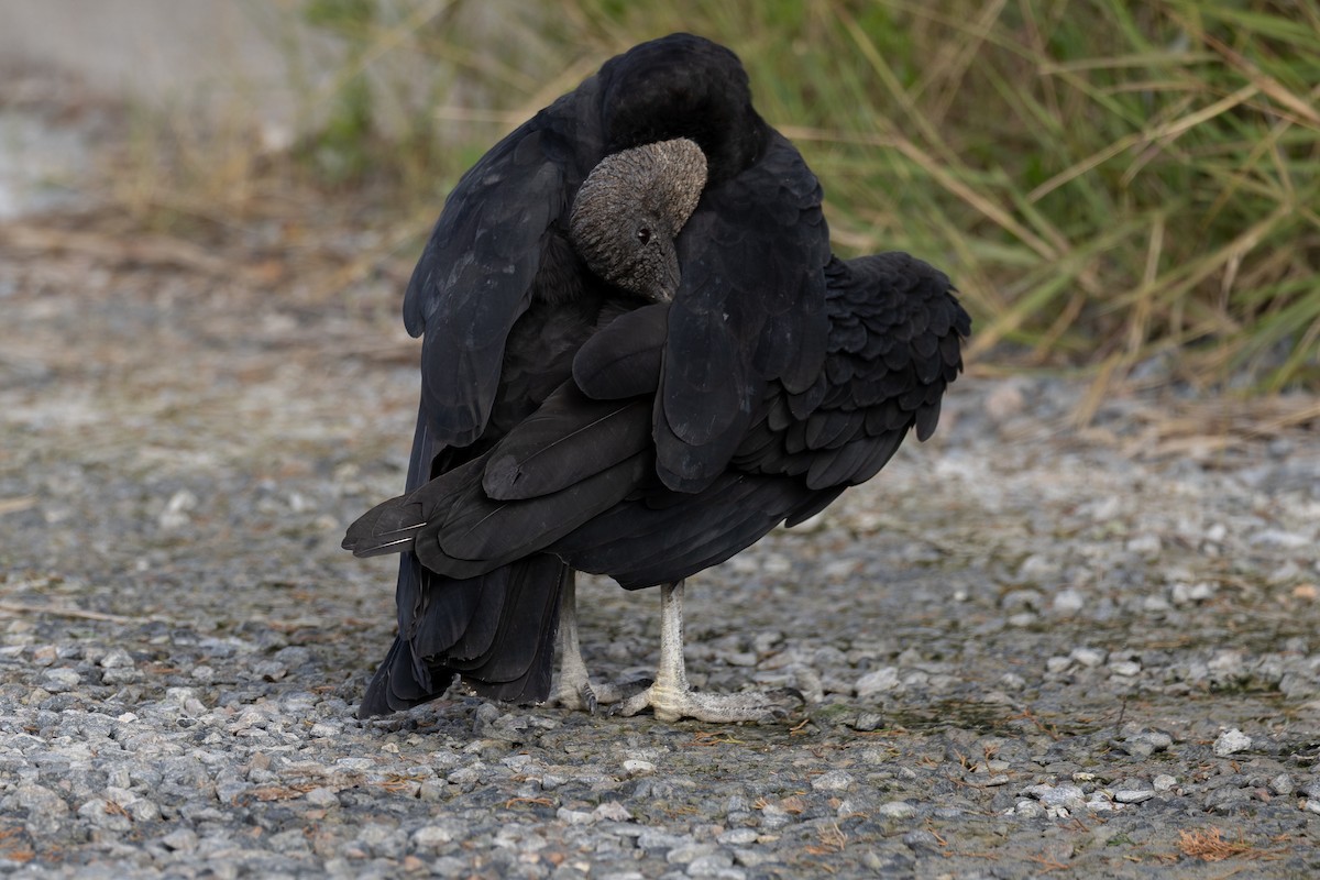 Black Vulture - ML643029233