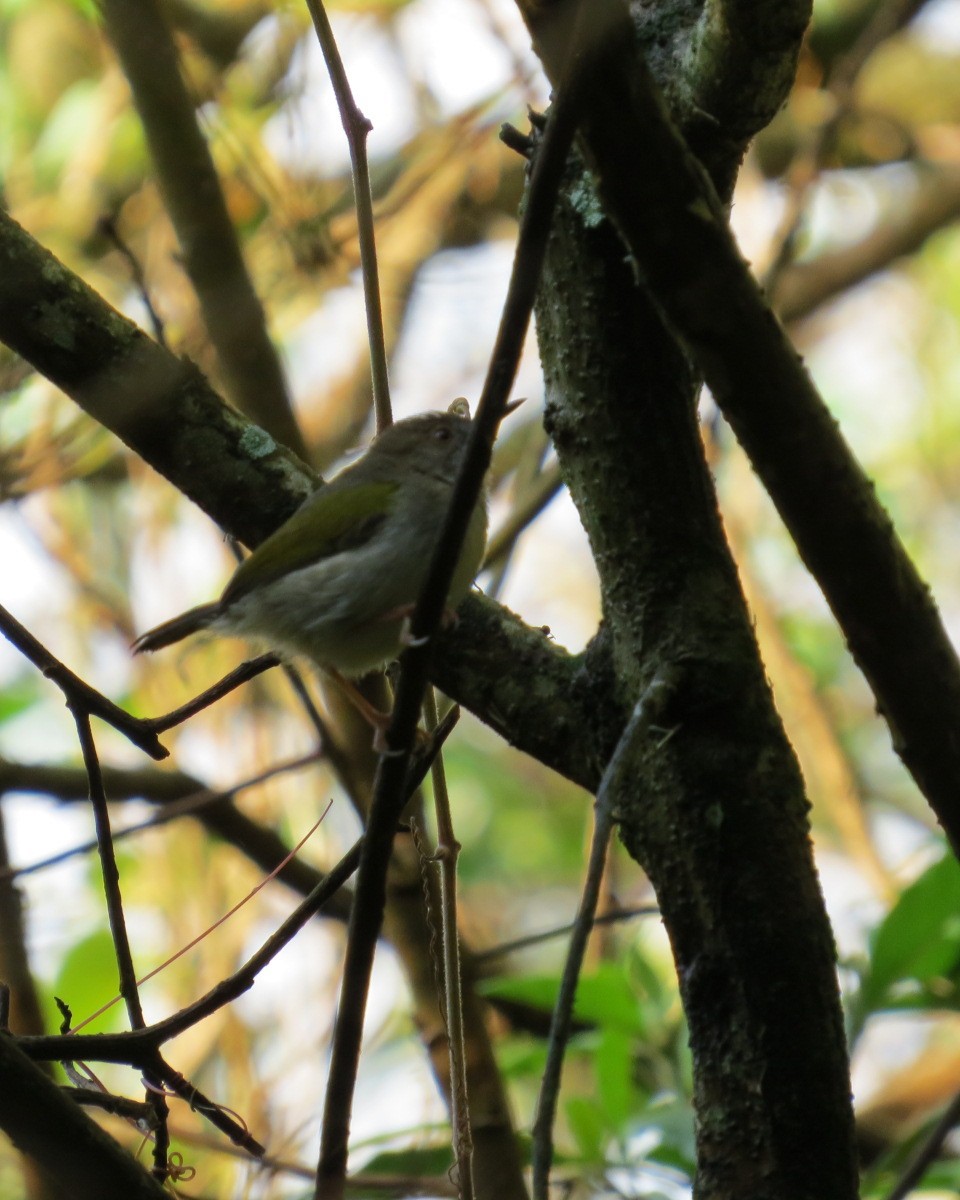 Green-backed Camaroptera - ML643029244