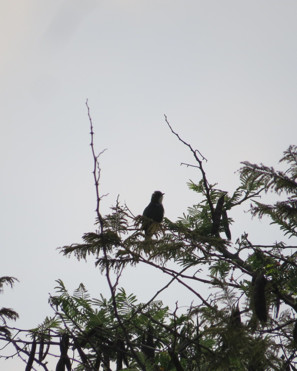 Klaas's Cuckoo - ML643029260