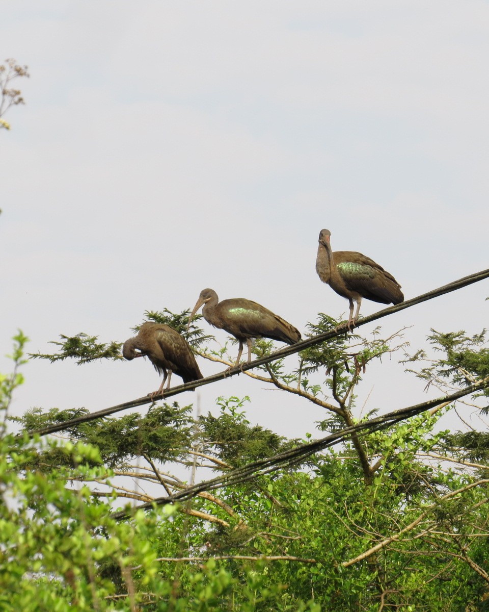 Hadada Ibis - ML643029274