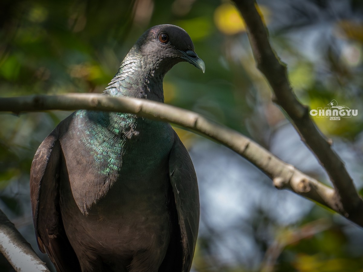 Black Wood-Pigeon - ML643029299